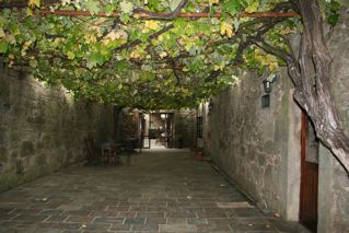 400 Year Old Grape Vines 